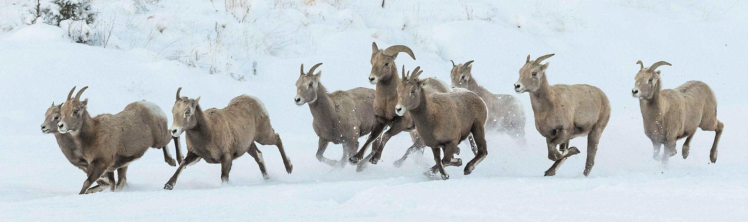 Herd of wild sheep running through the snow